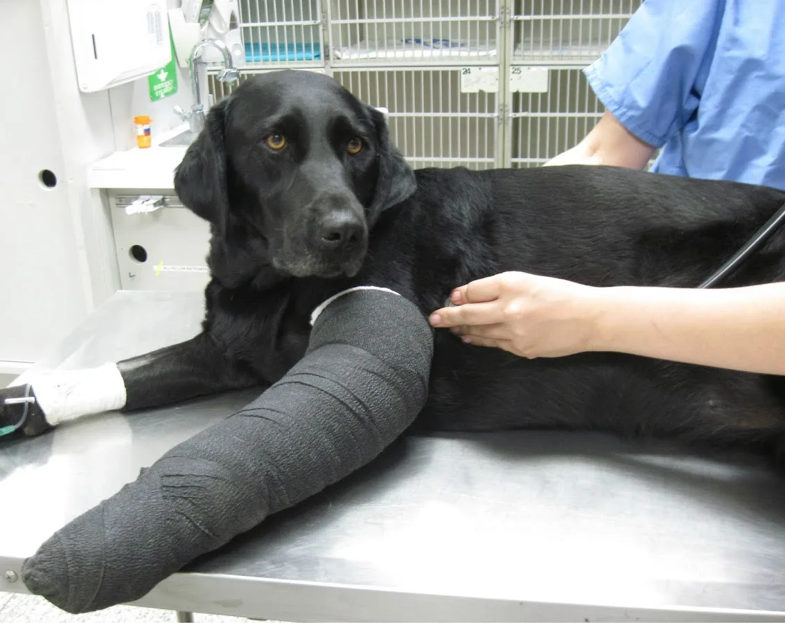 Animal Ambulance of Southern California Inc.