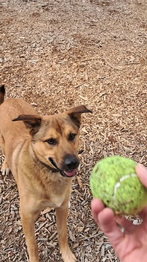Animal Emergency and Specialty Center