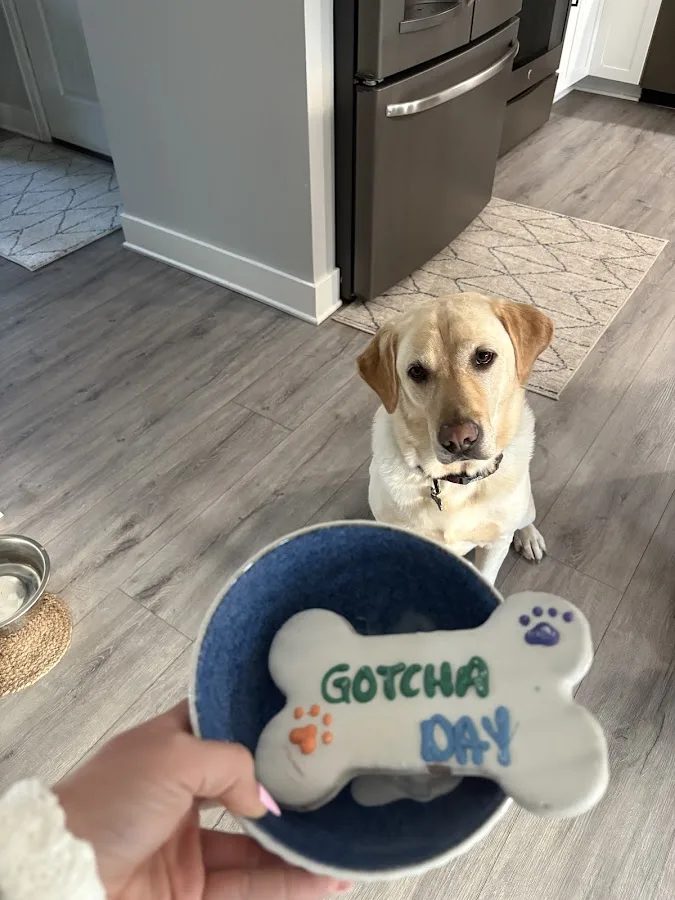 Animal Emergency and Specialty Hospital of Byron Center