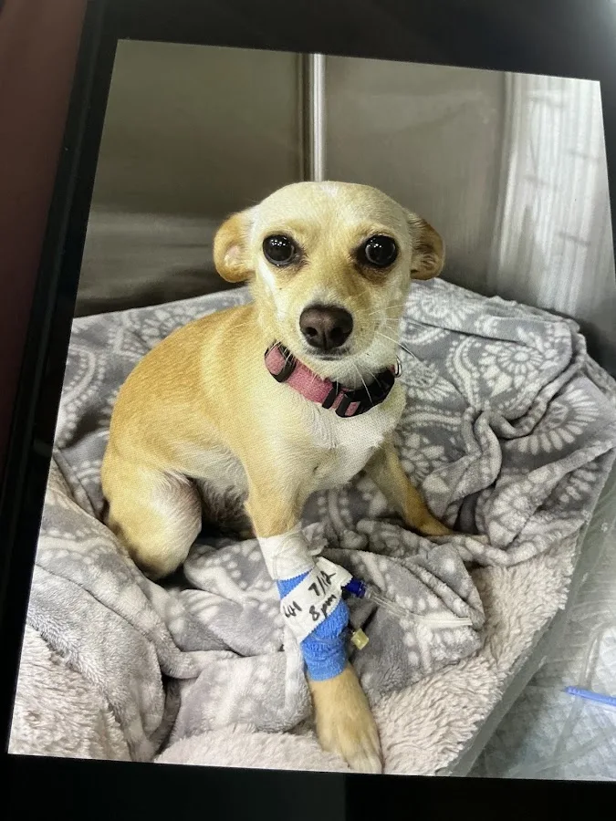 Animal Emergency and Specialty Hospital of Grand Rapids