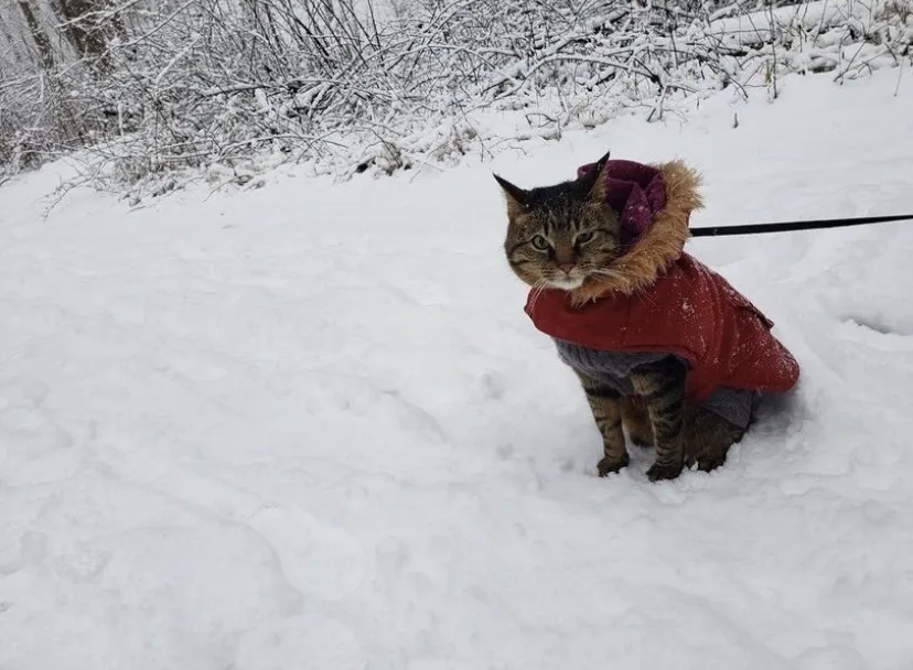 Animal Emergency and Specialty Hospital of Grand Rapids