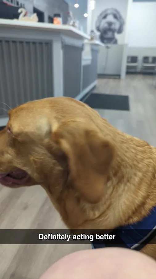 Animal Emergency and Specialty Hospital of Grand Rapids