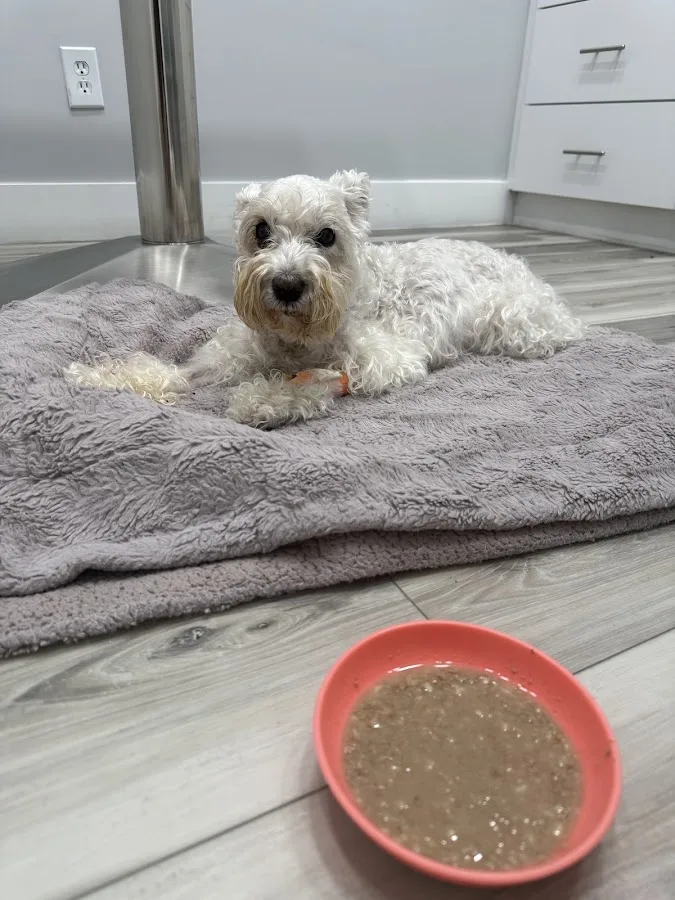 Animal Emergency And Urgent Care Center