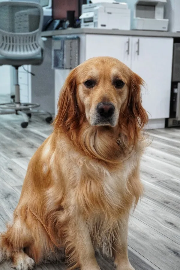 Animal Emergency And Urgent Care Center