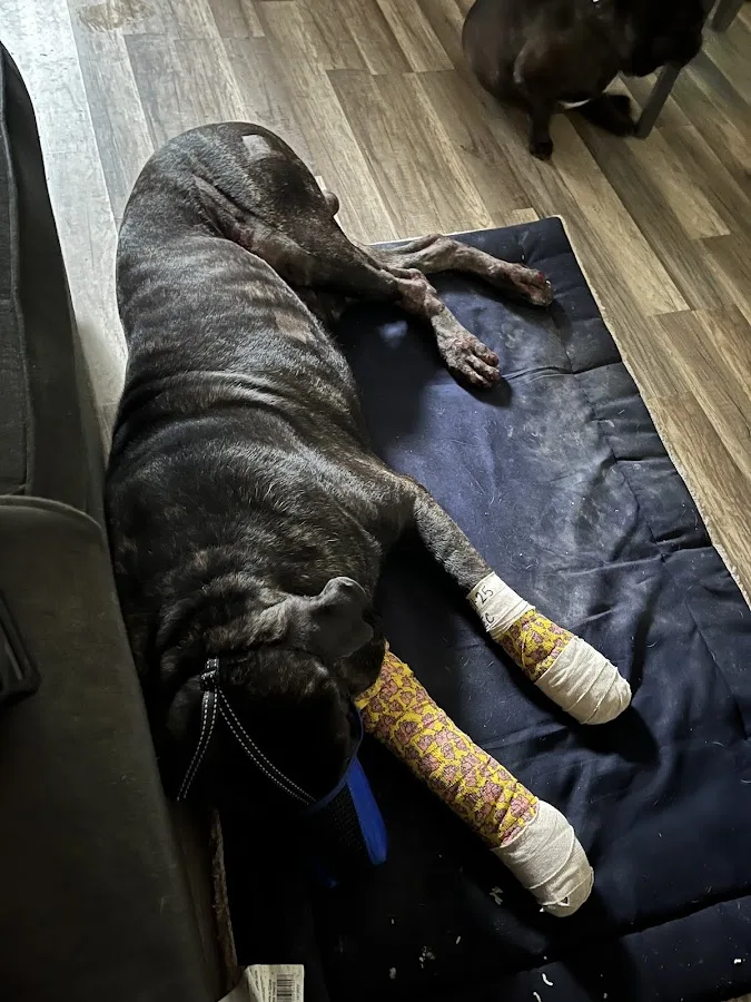 Animal Emergency Center