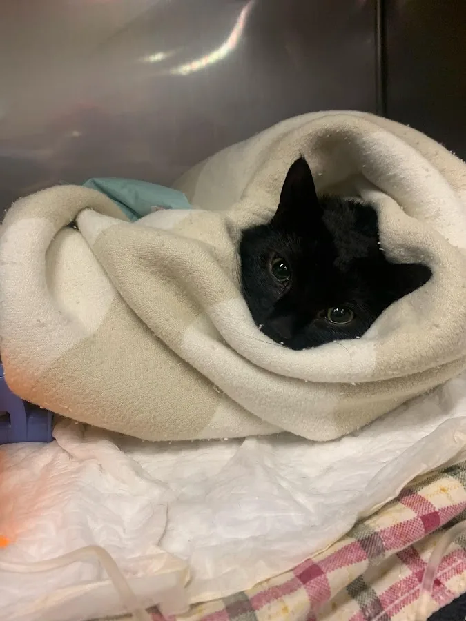 Animal Emergency Center