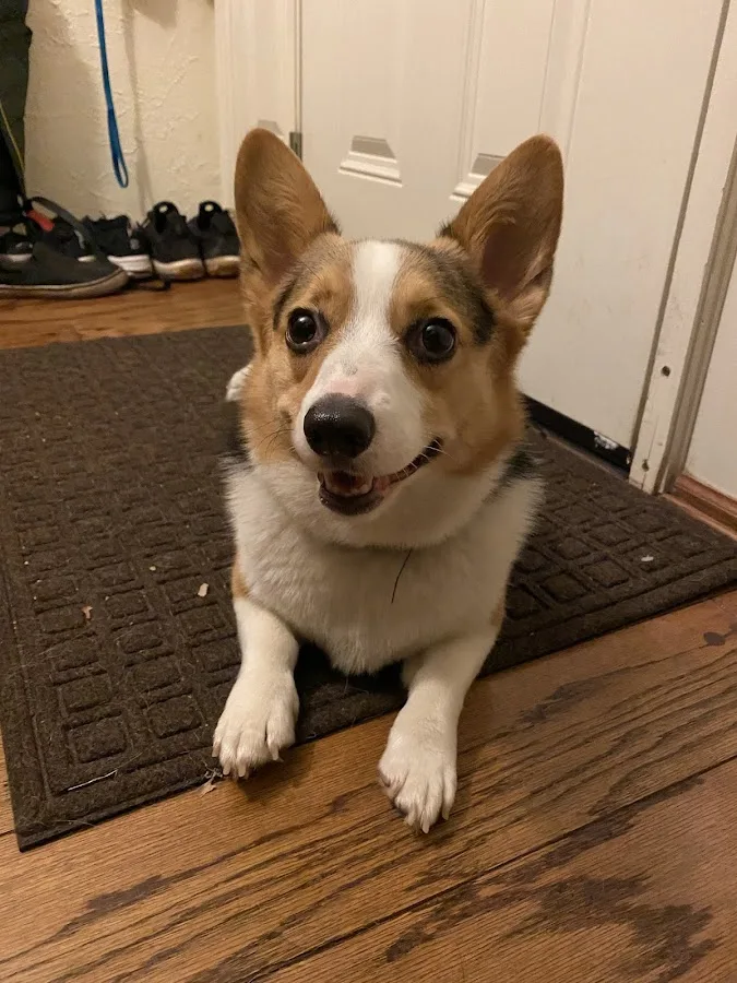 Animal Emergency Center