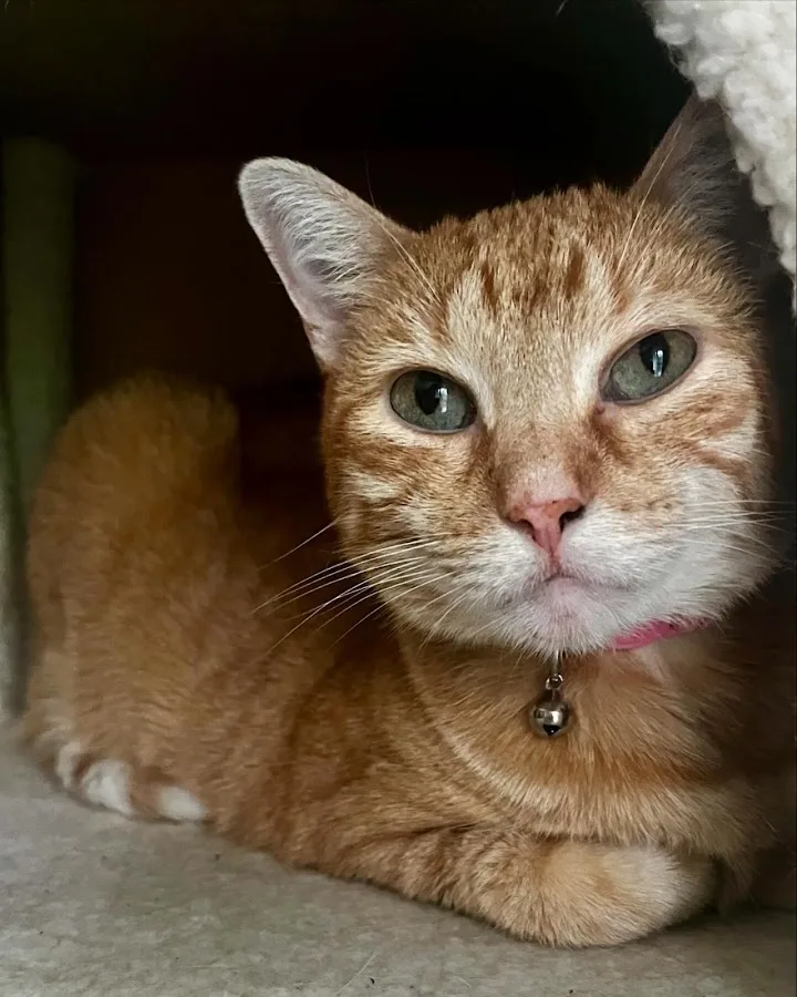 Animal Emergency Center