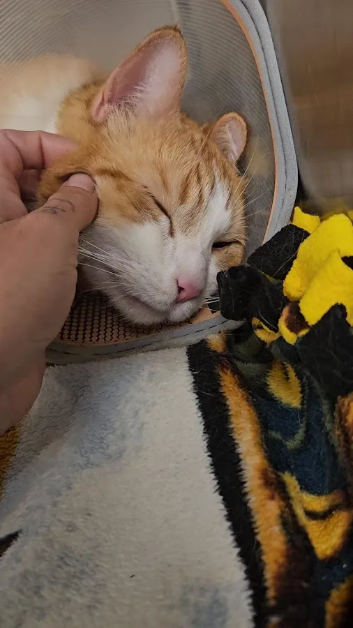 Animal Emergency Center - Novi