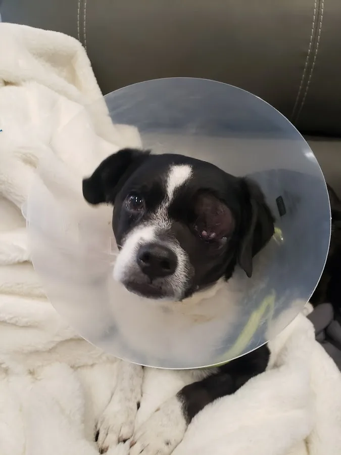 Animal Emergency Center of Las Vegas and Henderson