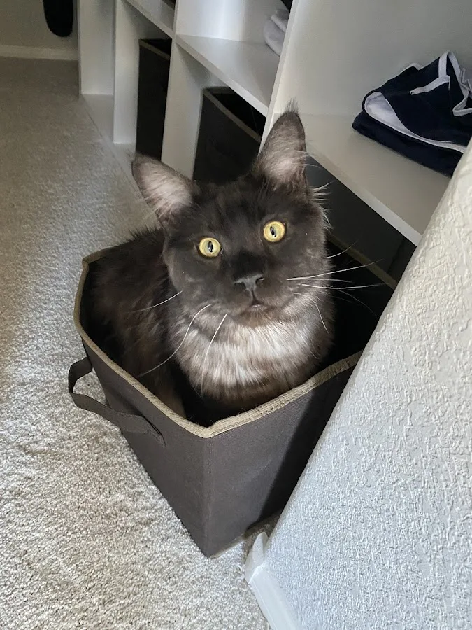 Animal Emergency Center of Las Vegas and Henderson