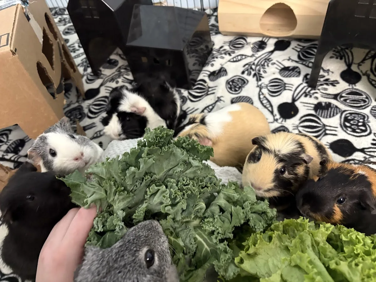 Animal Emergency Center of Sandy Springs