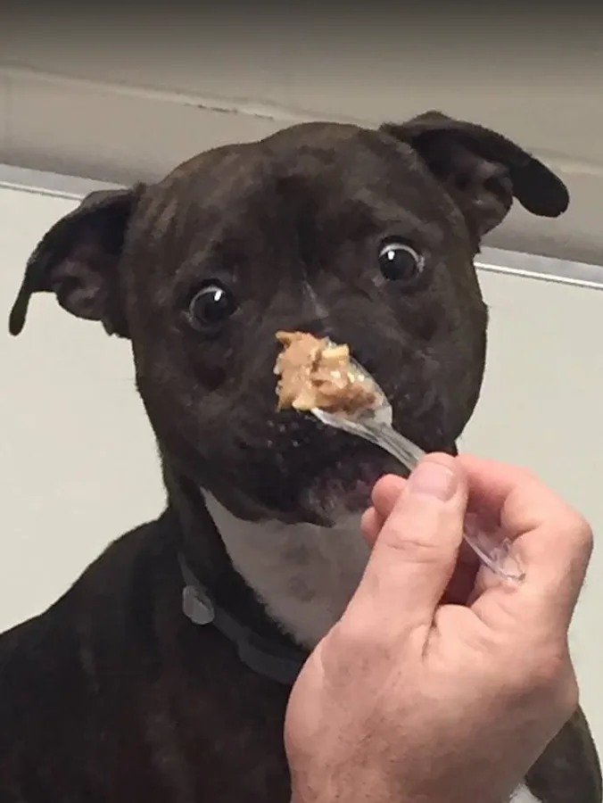 Animal Emergency Center of Tulsa