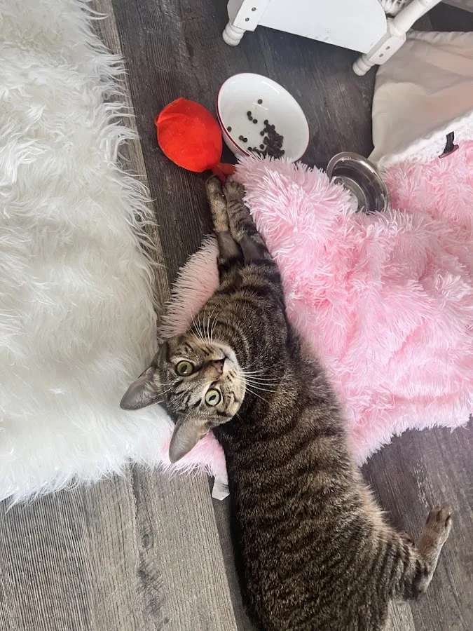 Animal Emergency Center - Rochester primary photo