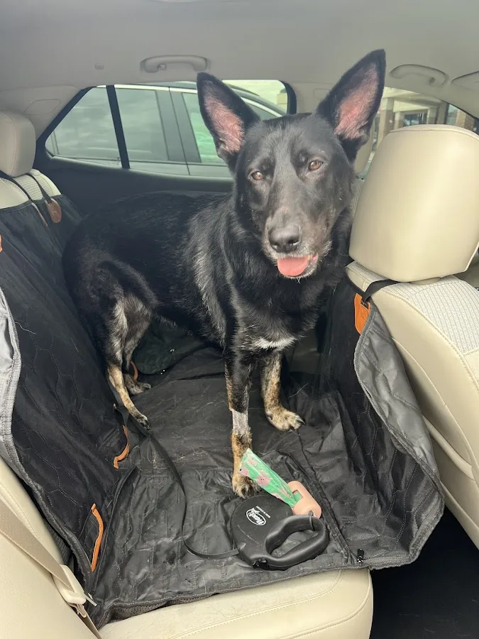 Animal Emergency Center - Rochester