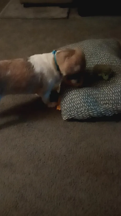 Animal Emergency Center - Rochester