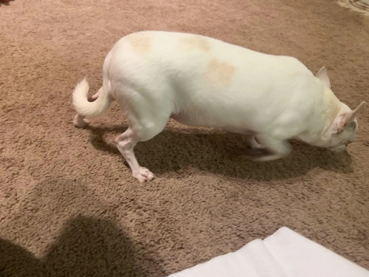 Animal Emergency Clinic