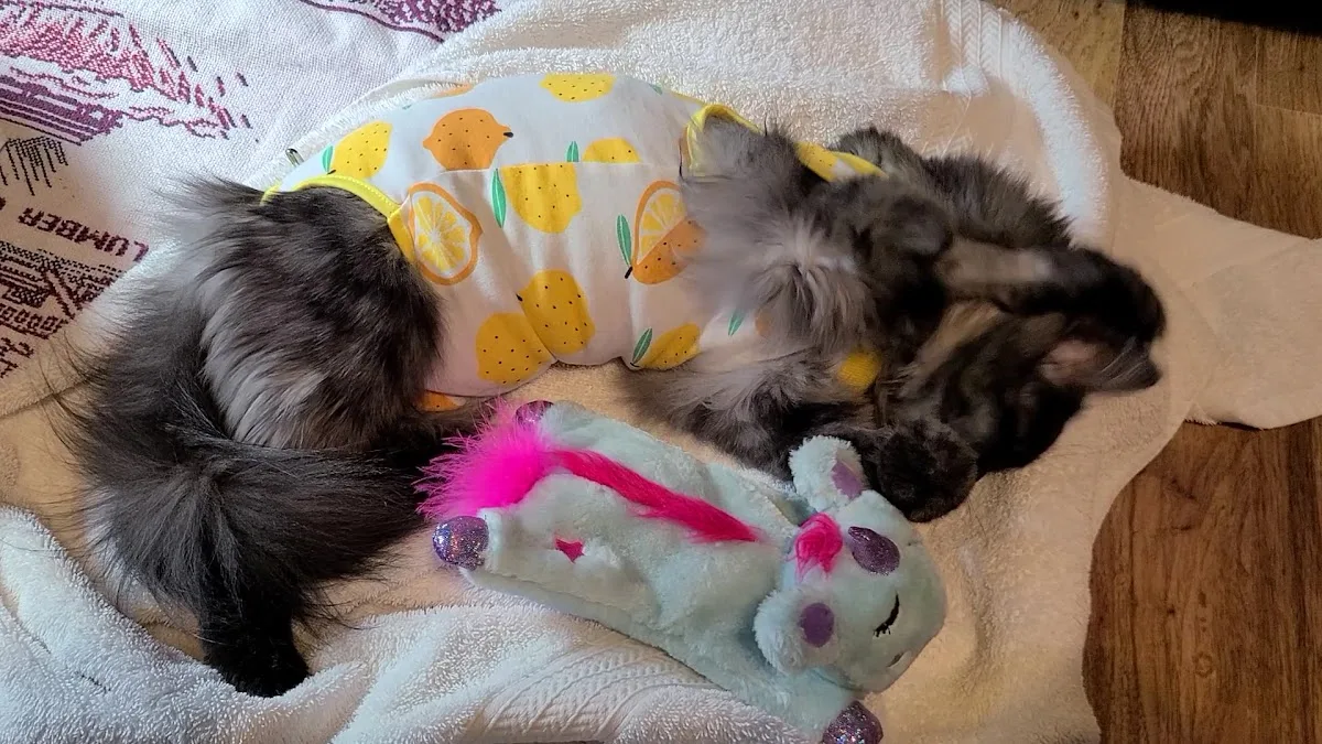 Animal Emergency Clinic