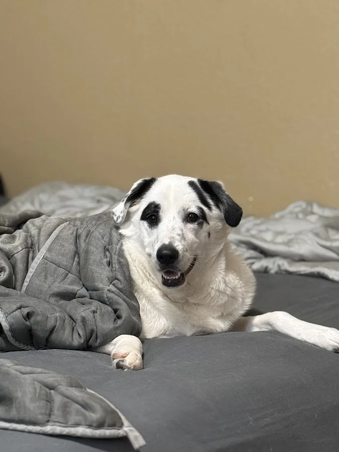 Animal Emergency Clinic