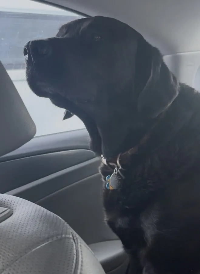 Animal Emergency Clinic