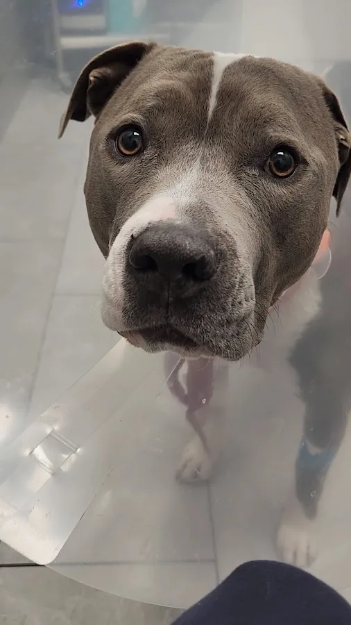 Animal Emergency Clinic: Johnstone Lori DVM primary photo