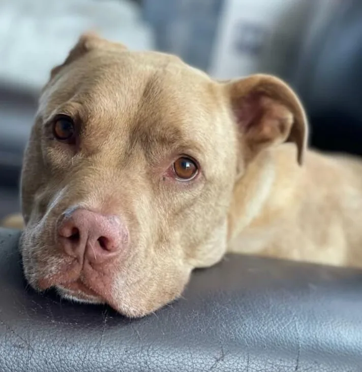 Animal Emergency Clinic NE