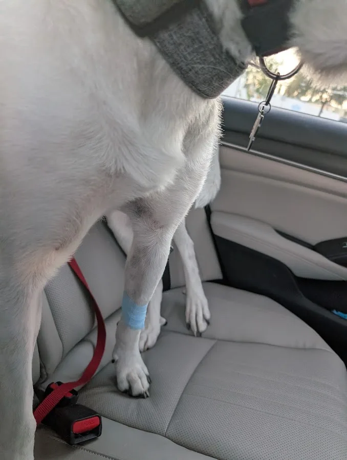 Animal Emergency Clinic of San Diego