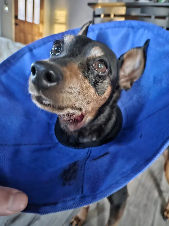 Animal Emergency Clinic of San Diego