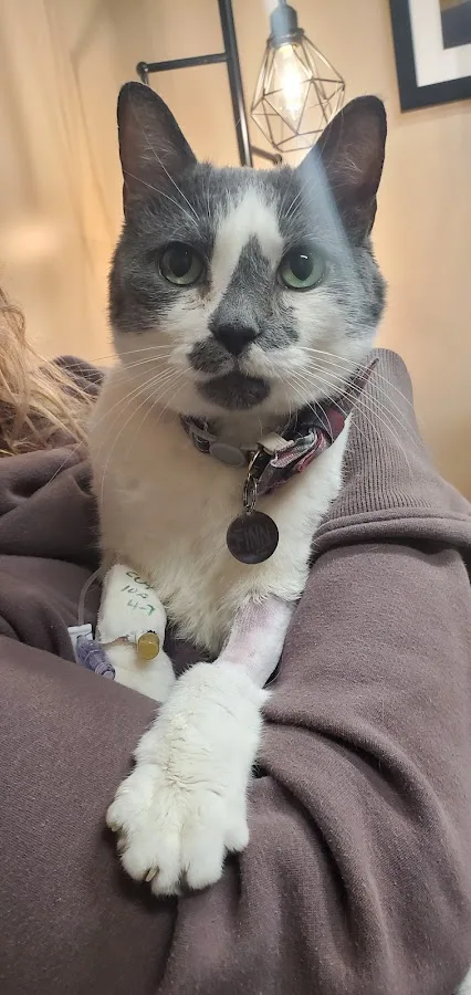 Animal Emergency Hospital