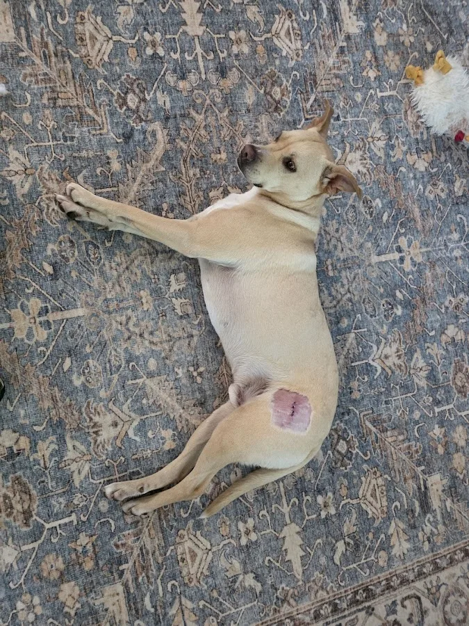 Animal Emergency Hospital of North Texas