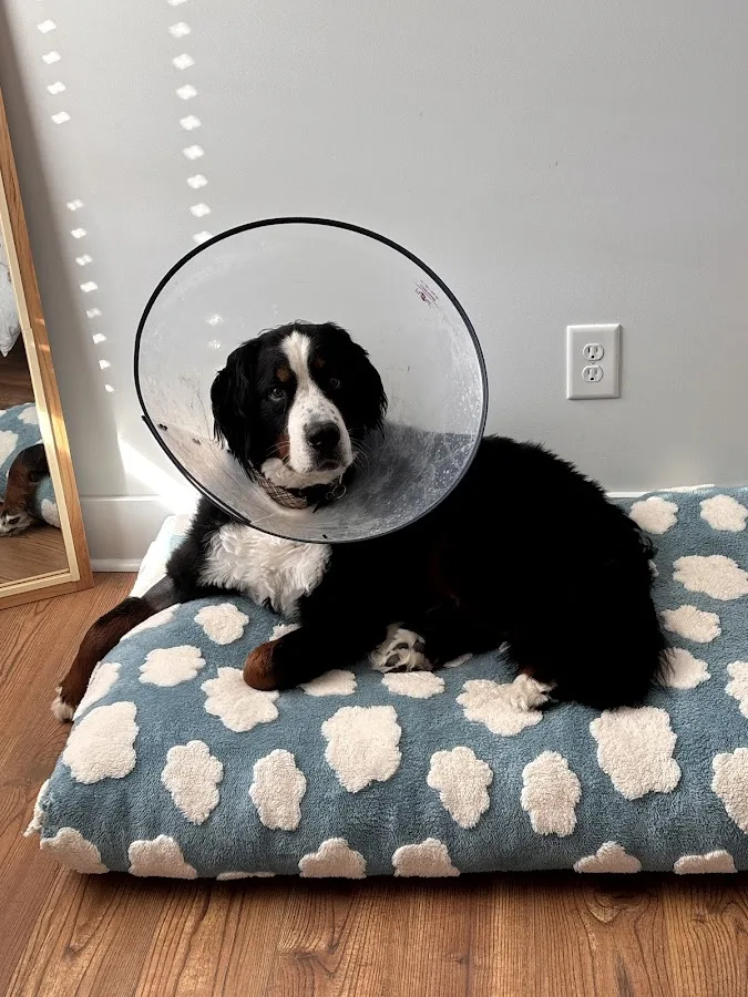 Animal Emergency Hospital & Urgent Care