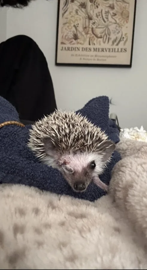 Animal Emergency Hospital & Urgent Care