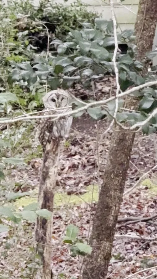 Animal Emergency Hospital & Urgent Care