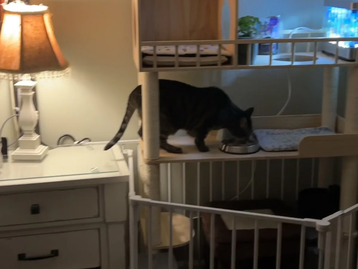 Animal Emergency & Referral Associates