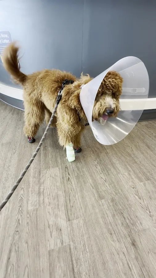 Animal Emergency & Referral Associates