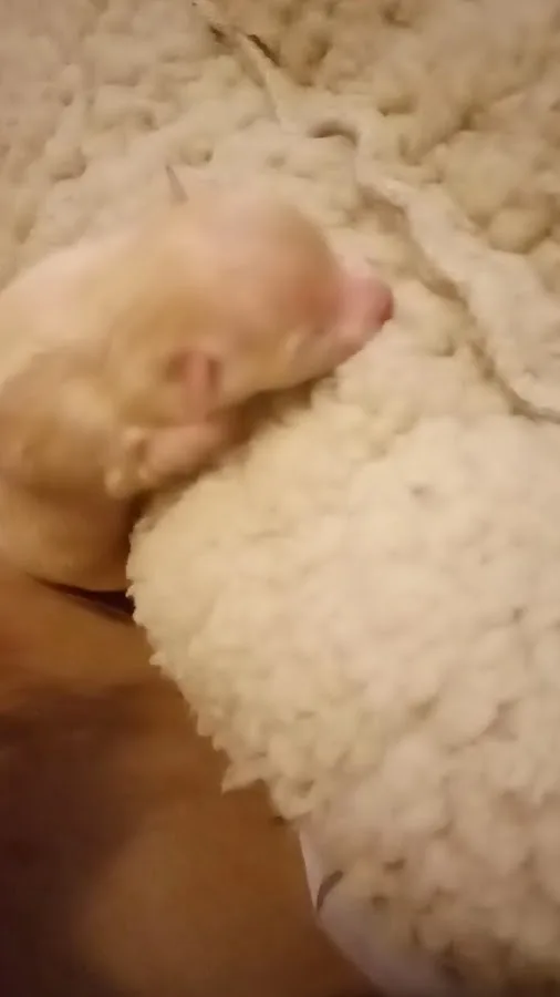 Animal Emergency & Referral Center