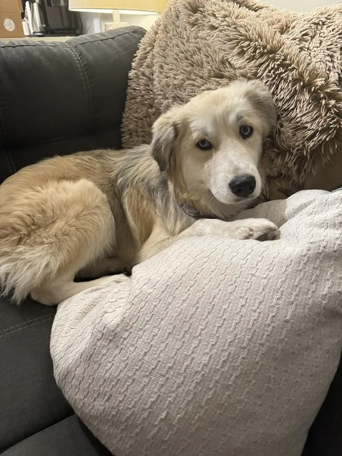 Animal Emergency & Referral Center of Minnesota (AERC)