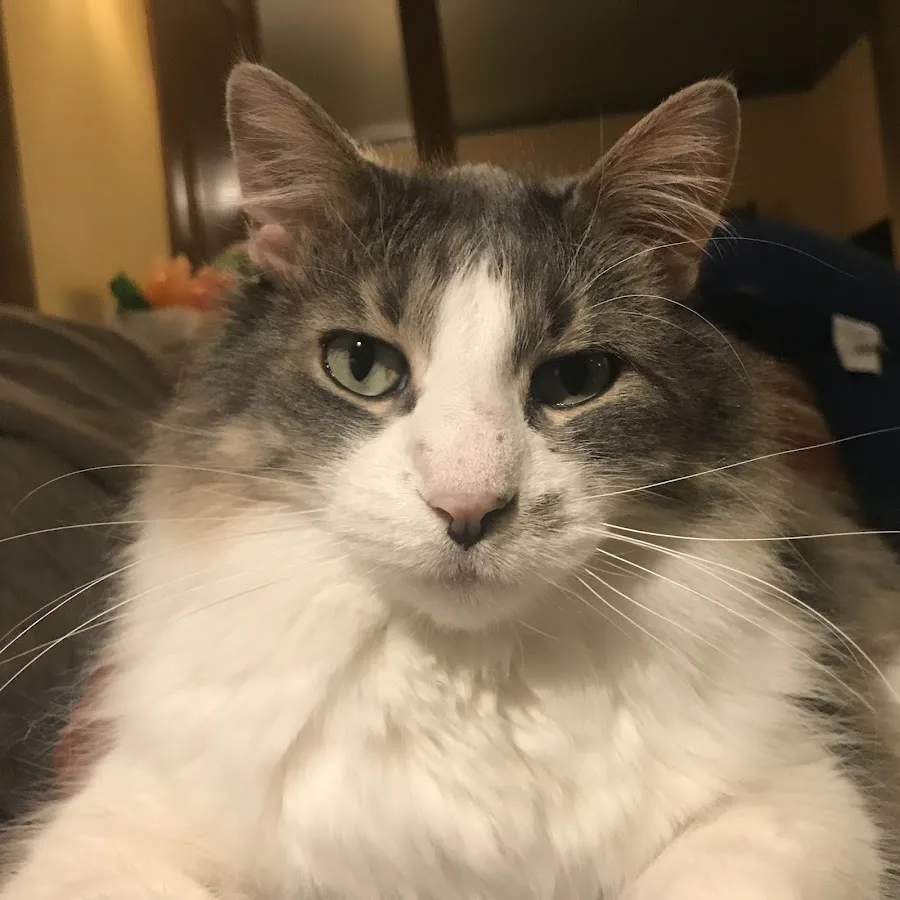 Animal Emergency & Referral Center of Minnesota (AERC)