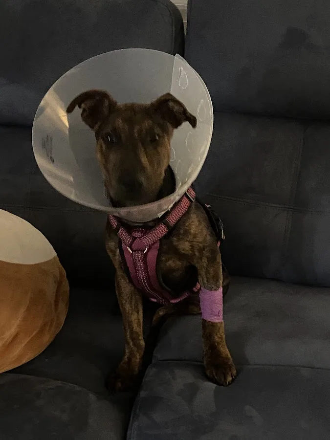 Animal Emergency Room