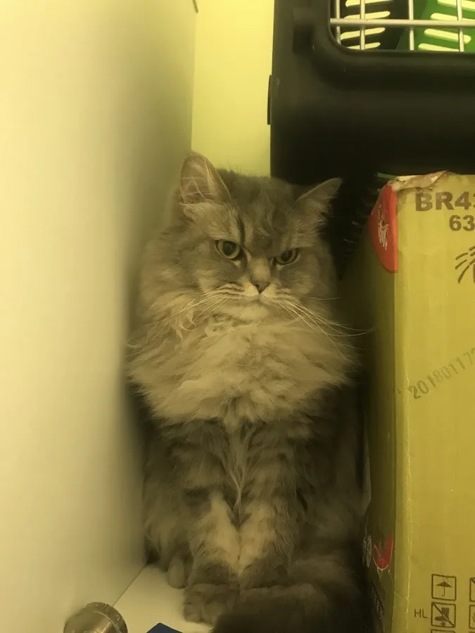 Animal Emergency Room