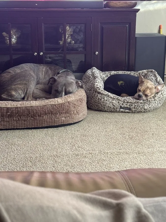 Animal Emergency Service