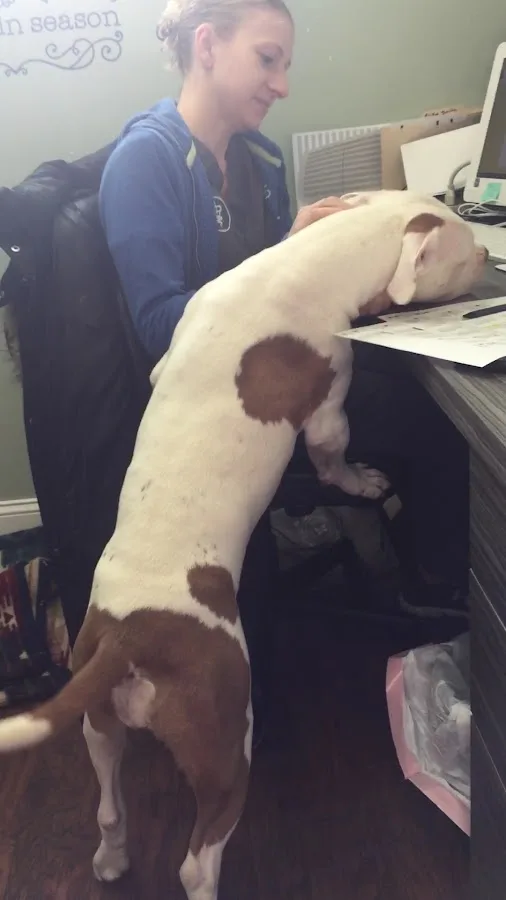 Animal Emergency Service