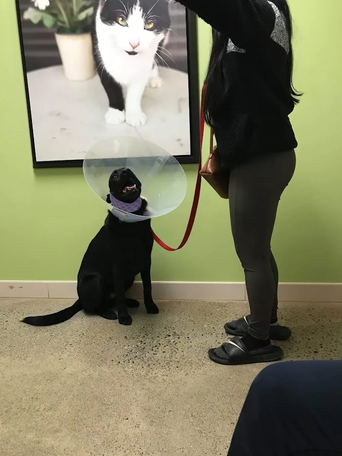 Animal Emergency & Specialty primary photo