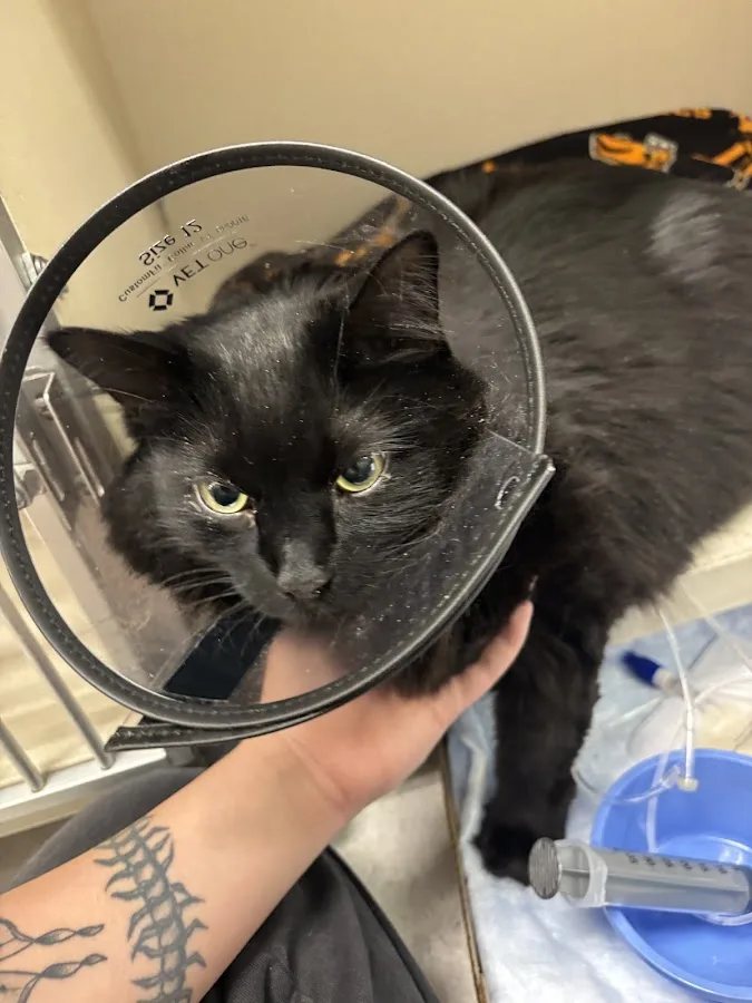 Animal Emergency & Specialty Center