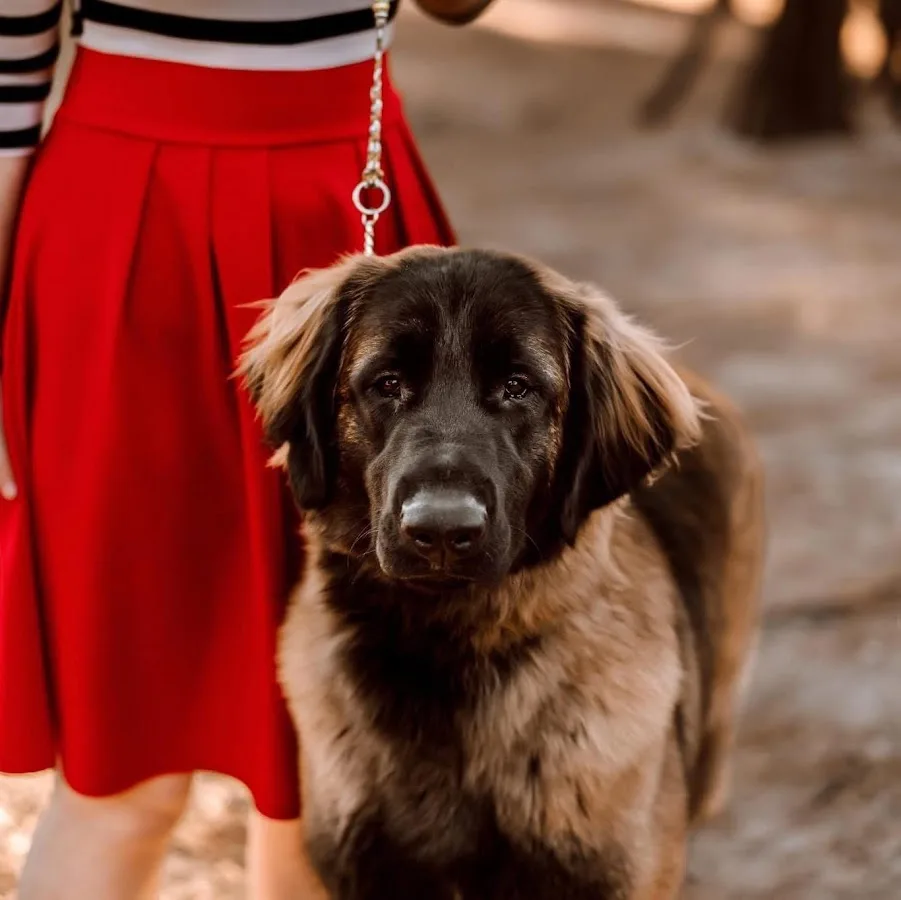 Animal Emergency & Specialty Center