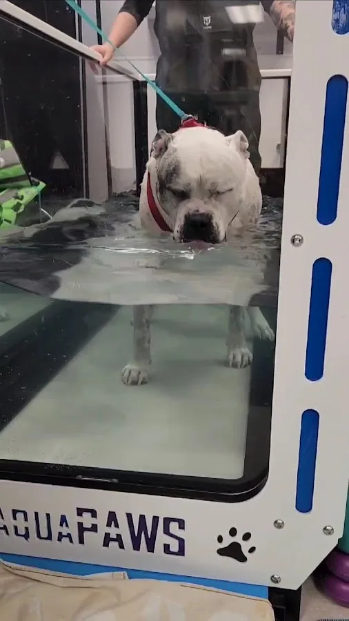 Animal Emergency & Specialty Center