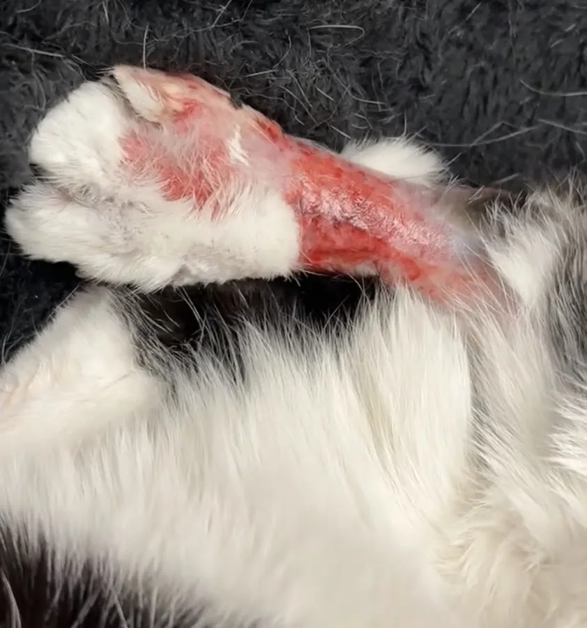 Animal Emergency & Specialty Center of Chattanooga