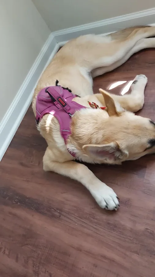 Animal Emergency & Specialty Center of Chattanooga