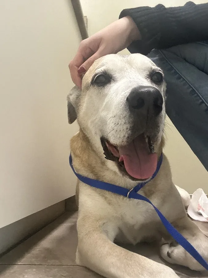 Animal Emergency & Specialty Center of Knoxville