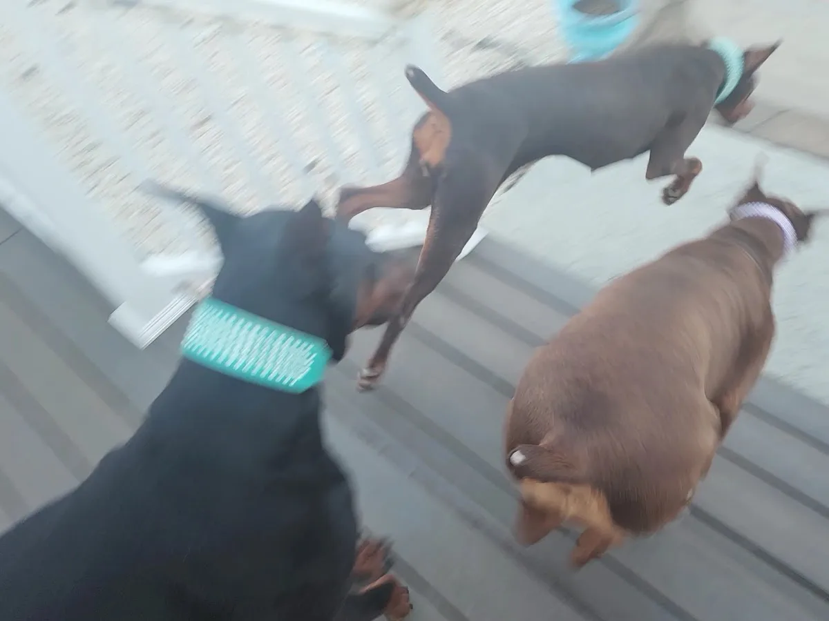 Animal Emergency & Specialty Center of Knoxville